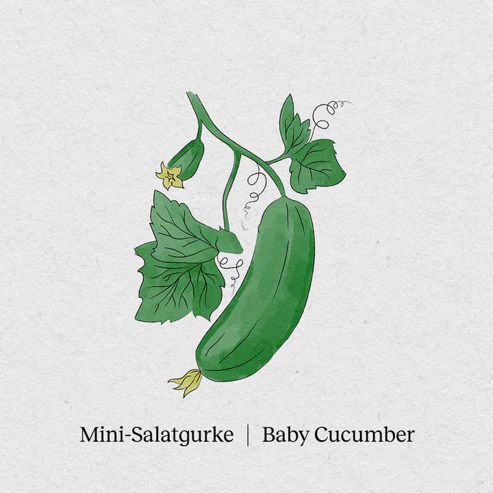 BerlinGreen - Wholesale Plant Seeds - mini cucumber