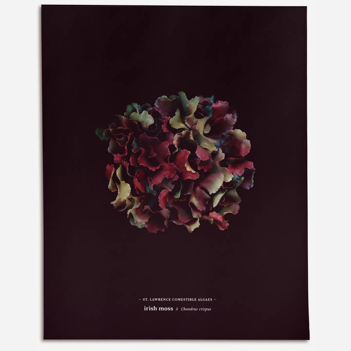 Raoul & Simone - Wholesale Art print - Irish Moss - La Rouge (Chondrus crispus)
