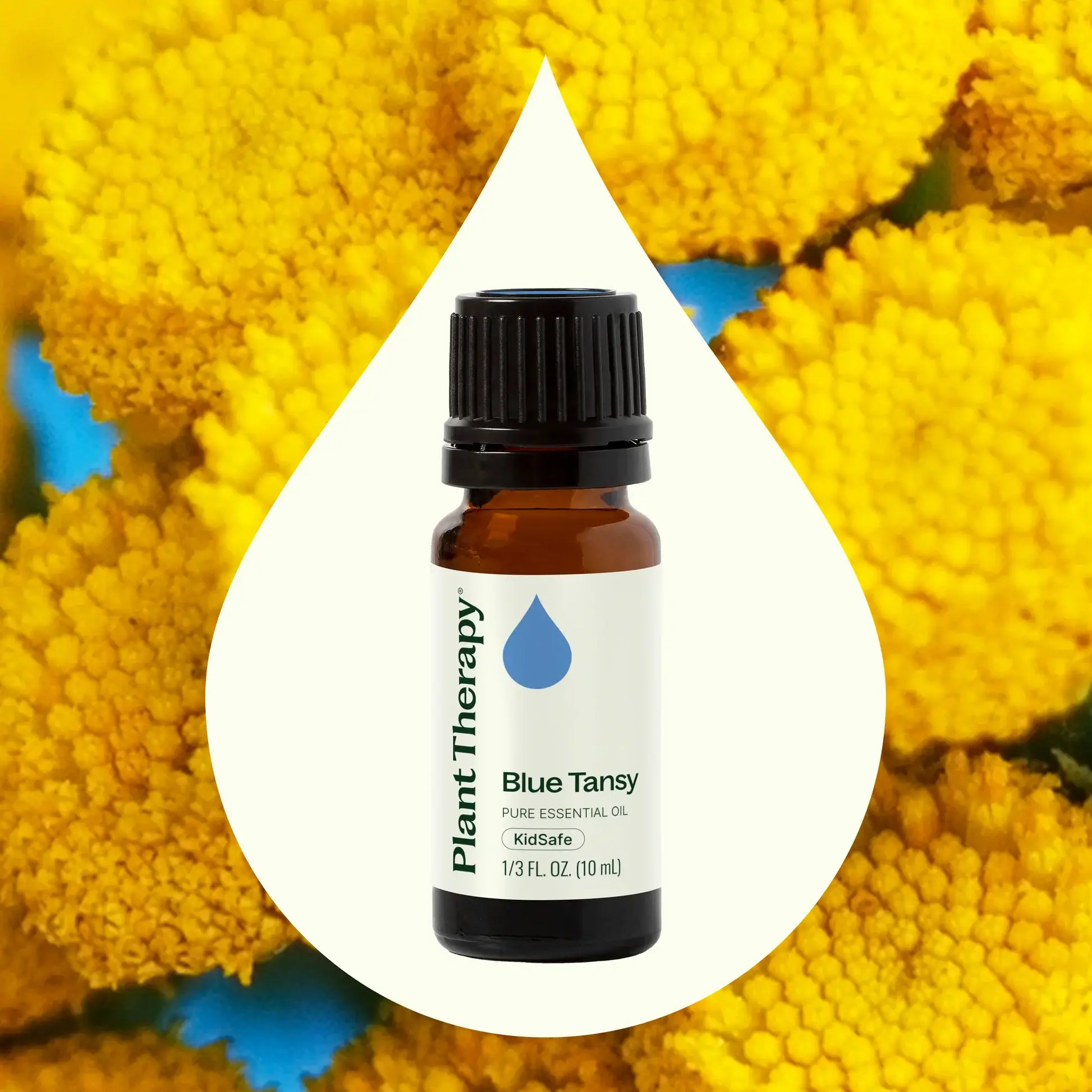 Plant Therapy - Wholesale Essential Oil - Blue Tansy Essential Oil 10 mL1