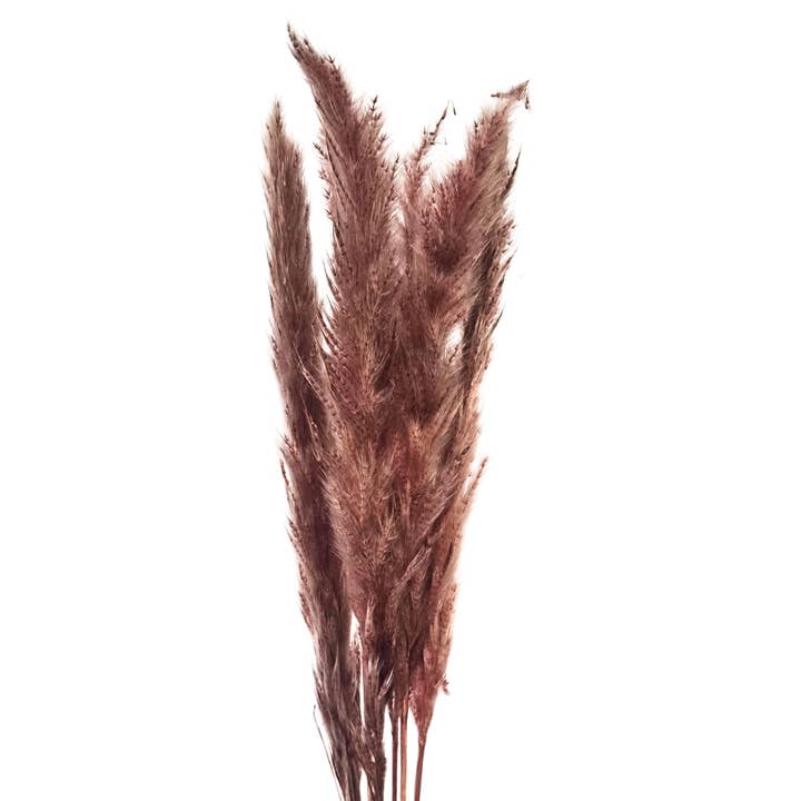 Botanico Ltd. - Wholesale Dried/pressed flowers - Mini Pampas Grass2