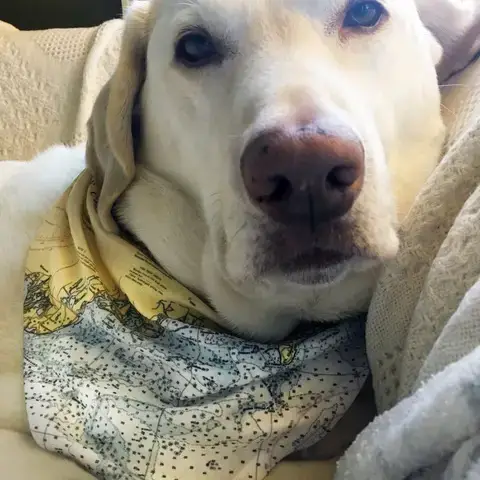 Maritime Tribes LLC - Wholesale Pet Bandana - Dog - Bandana  aka Dogdana -Doggie Bandana6