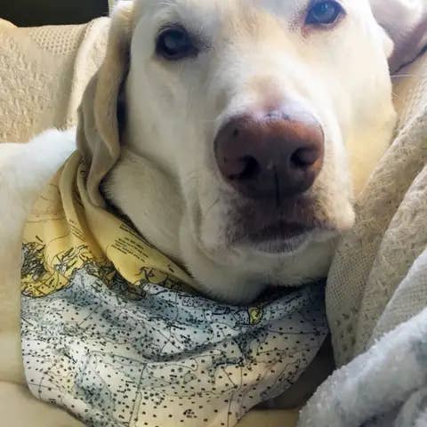 Maritime Tribes LLC - Wholesale Pet Bandana - Dog - Bandana aka Dogdana -Doggie Bandana6