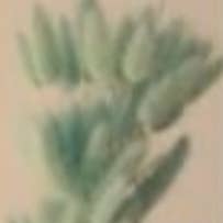 Honeybee and Blossom - Wholesale Dried/pressed flowers - Dried bunny tails10