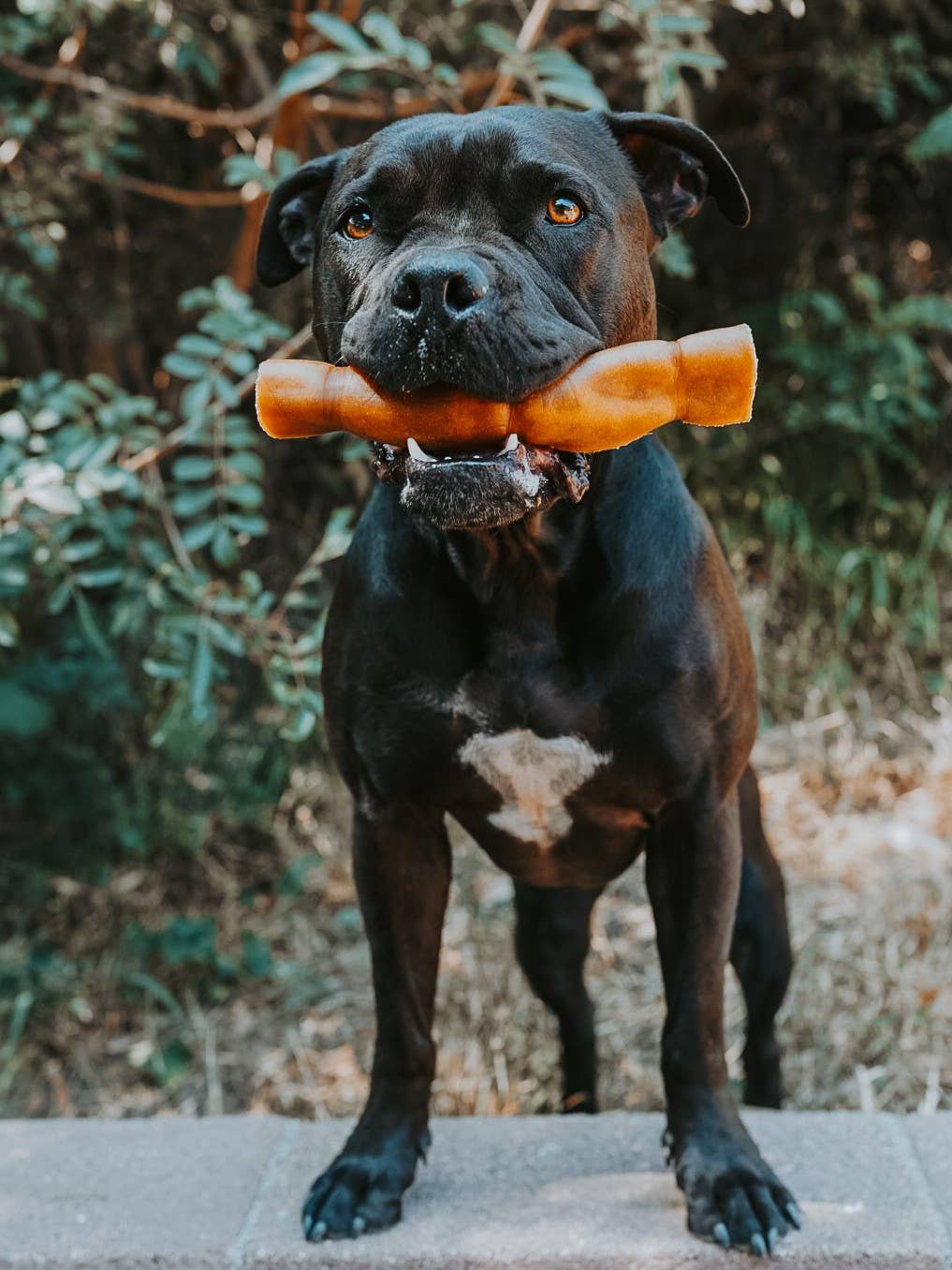 Litto Howler - Wholesale Pet Treats - Dog - Grass-Fed Beef Rawhide Roll | 8 Inches3