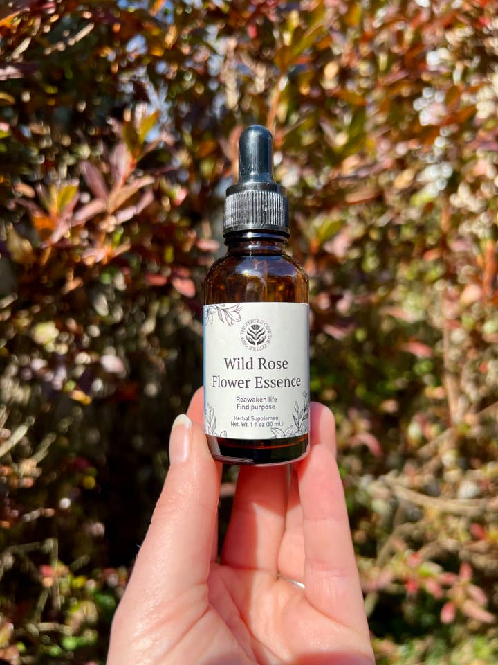 Essence de fleurs de rose sauvage pour la vente par The Fertile Glow