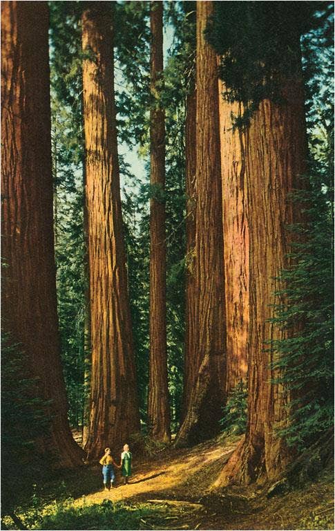 Found Image Press - Wholesale Art Print - Art Print CA-961 Sequoia Trees0