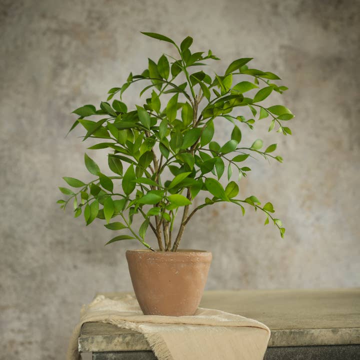 16" POTTED SMILAX PLANT for wholesale by Ragon House