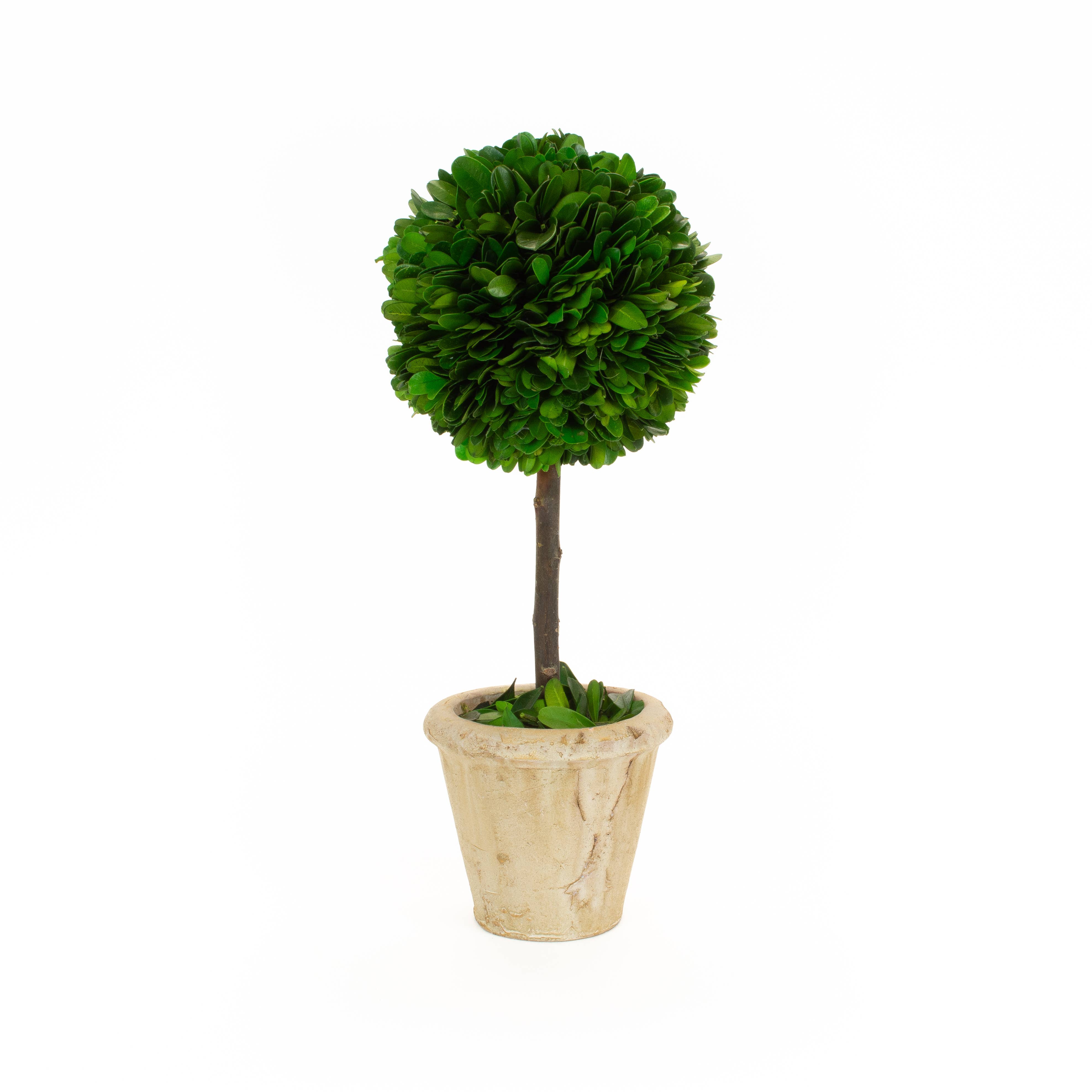 Mills Floral Company - Vendita all'ingrosso Piante artificiali - Topiaria a sfera in legno di bosso conservato, 30,5 cm0