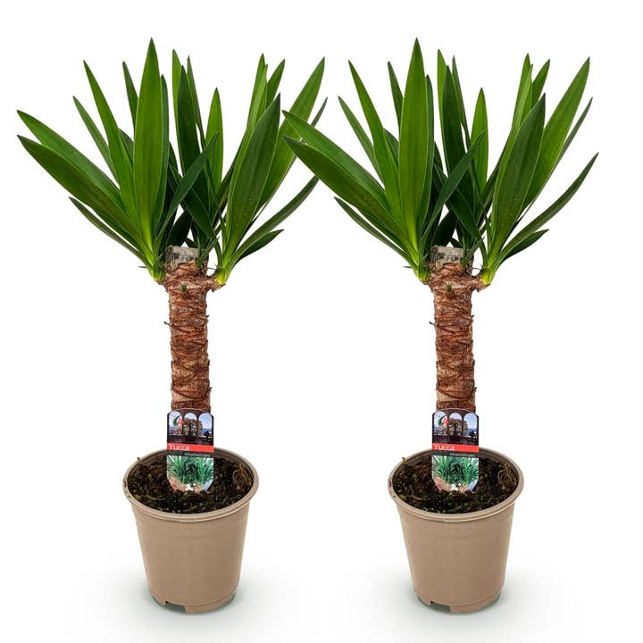 Palmelilje Yucca Elephantipes – 2 planter – 55 cm – 14 cm – Nemme palmeliljer med smalle grønne blade – Robust stueplante-duo til lyse og halvskyggefulde områder for engroshandel hos Oasis of Life