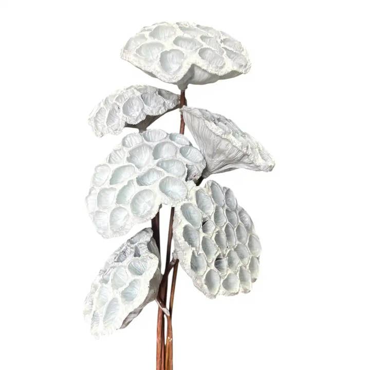 Botanico Ltd. - Wholesale Dried/Pressed Flowers - Lotus Pods1