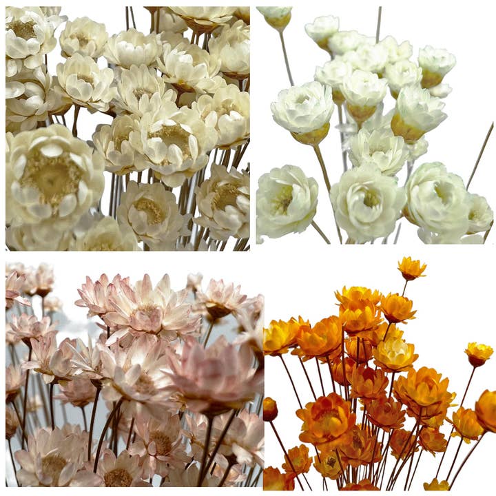Petite fleur étoilée préservée, 16 à 20 pouces de long pour la vente par 2626 Designs