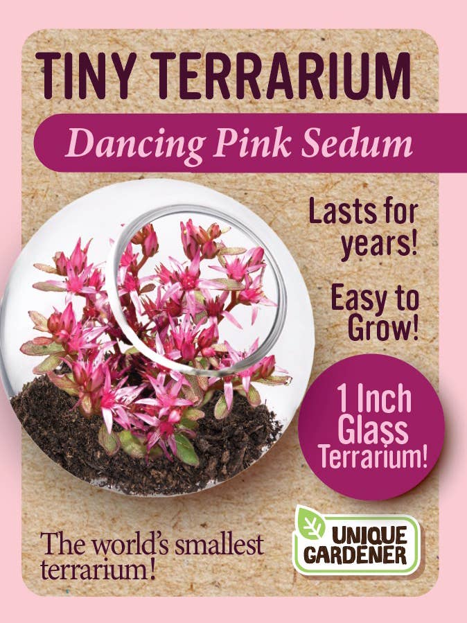 Tiny Terrarium - Dancing Pink Sedum for wholesale by Silver Circle Products