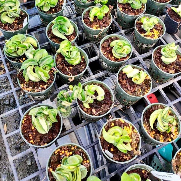 Mosley's Tropical Plants - Wholesale Live Plant - Variegated Hoya Compacta "Rope" Rooted Plant