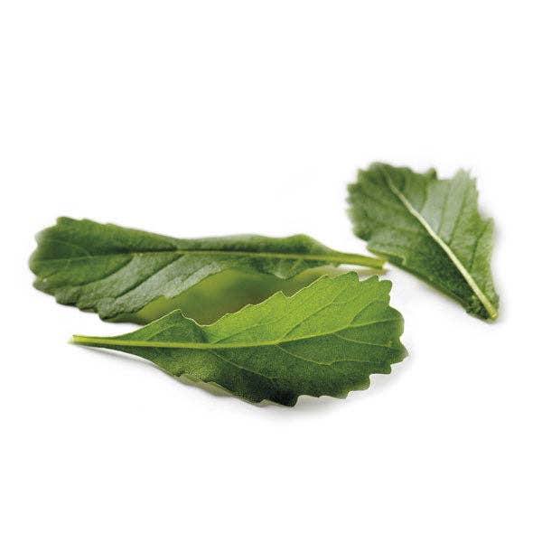 Piccolo Seeds - Wholesale Plant Seeds - Wild Rocket Wildfire-Wasabi