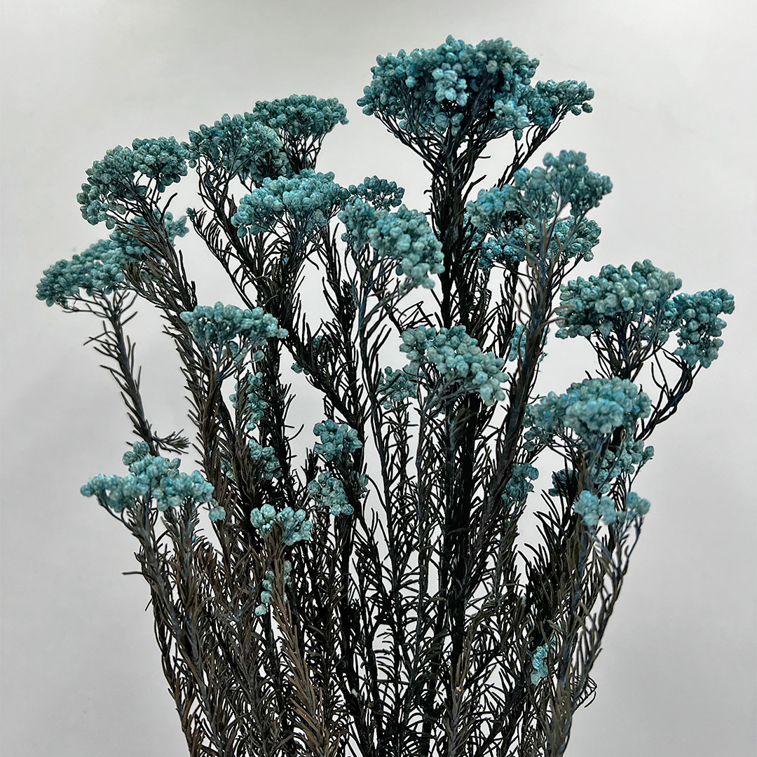 2626 Designs – Engroshandel Tørrede/pressede blomster – Konserveret hirse og risblomst - Immortelle og Ozothamnus blomster27