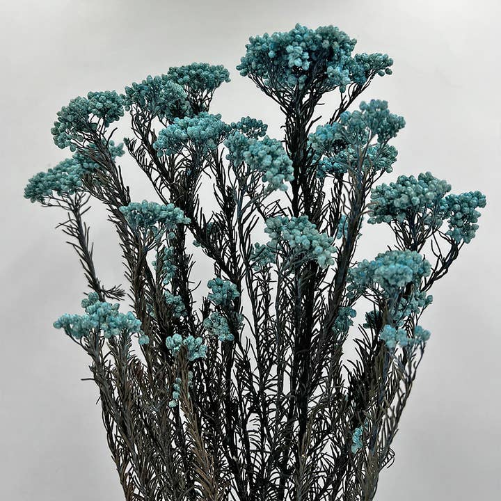 2626 Designs - Wholesale Dried/Pressed Flowers - Preserved Millet ,Rice Flower - Immortelle Flower,Ozothamnu27