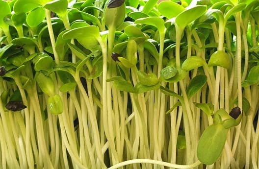 Vitality Farms Company – wholesale Protein-/superfoodpulver – Mikropulver1