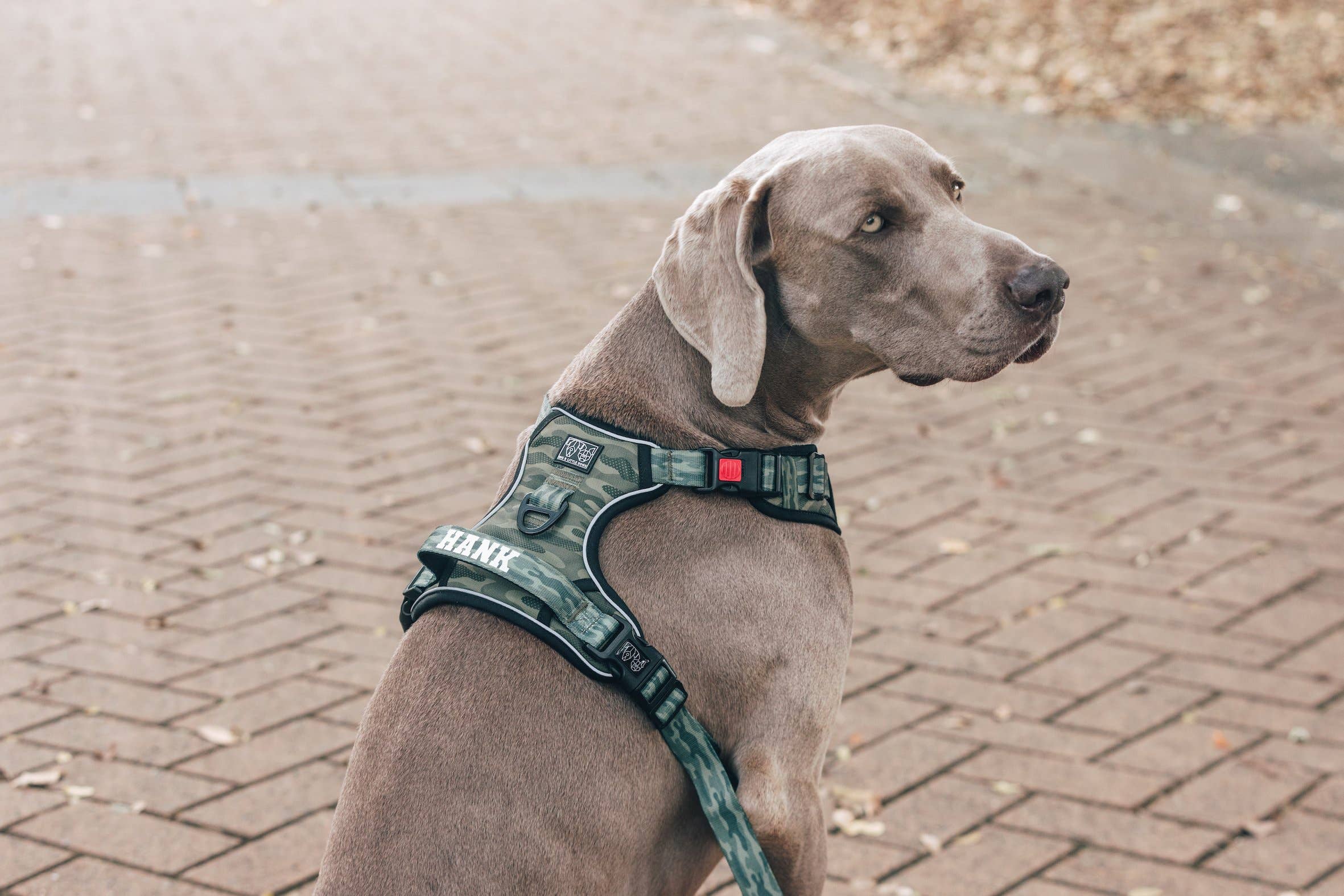 Big and Little Dogs – Engroshandel Kæledyrssele – Hund – Big and Little Dogs camoufleret allround sele til hunde2