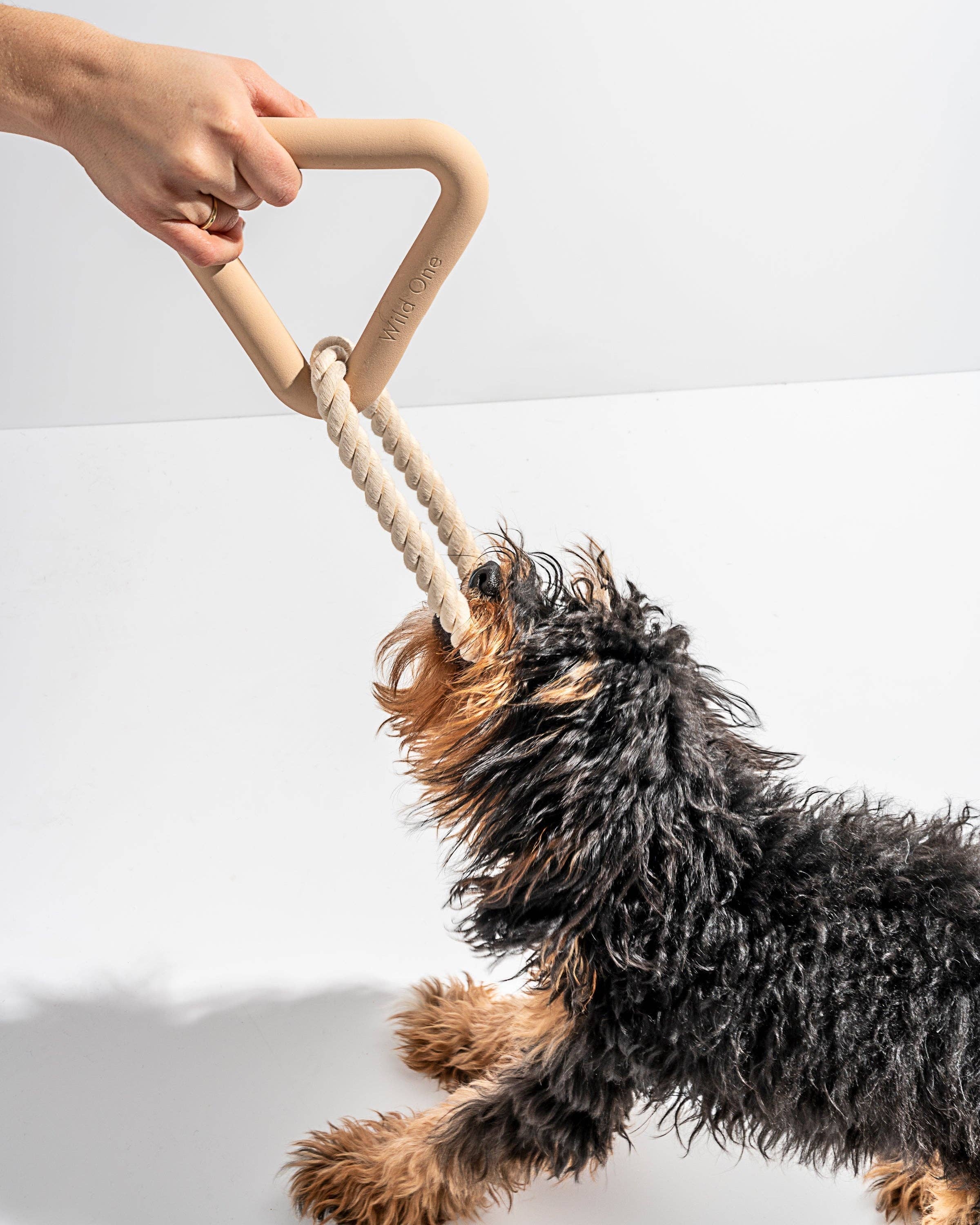 Wild One - Wholesale Pet Chew Toy - Dog - Triangle Tug22