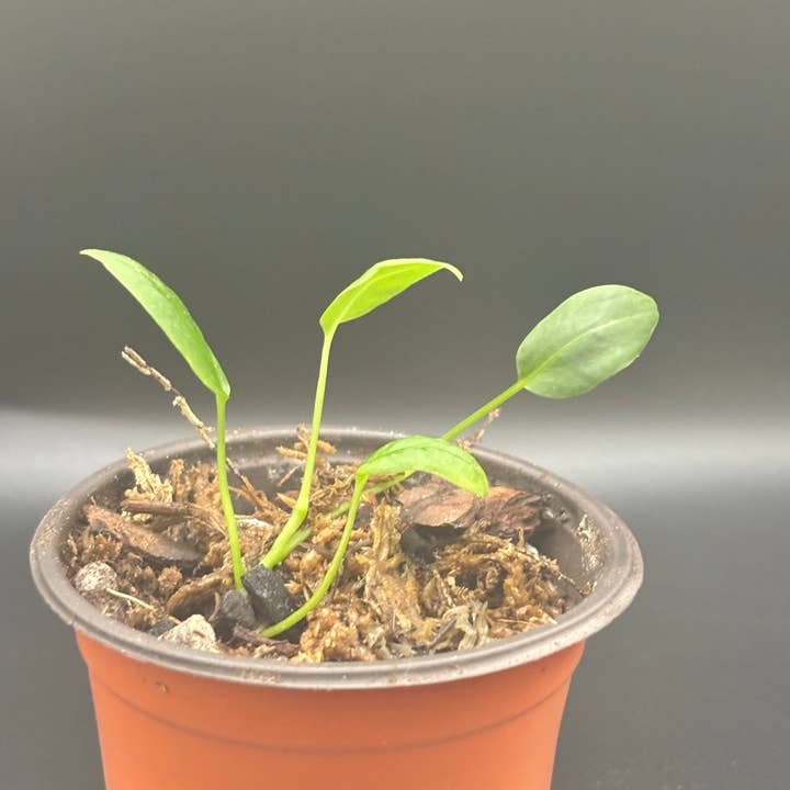 Curio Plants - Wholesale Live Plant - Anthurium Waroqueanum