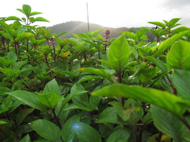 Rayburn Farms - Wholesale Hot Cocoa Mix/Kit - Spiced, Dark Chocolate Cocoa2