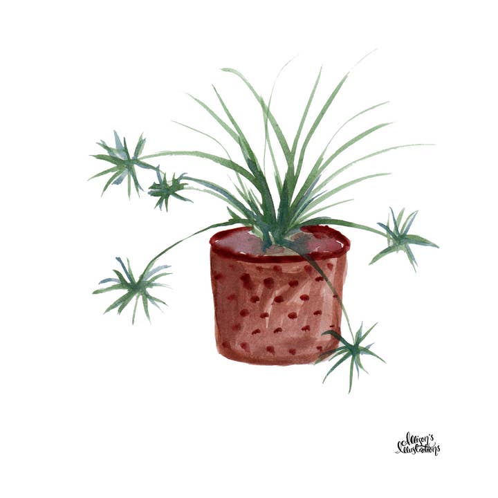 Allison’s Illustrations – wholesale Konsttryck – Akvarell Växt Print - Spindel Växt