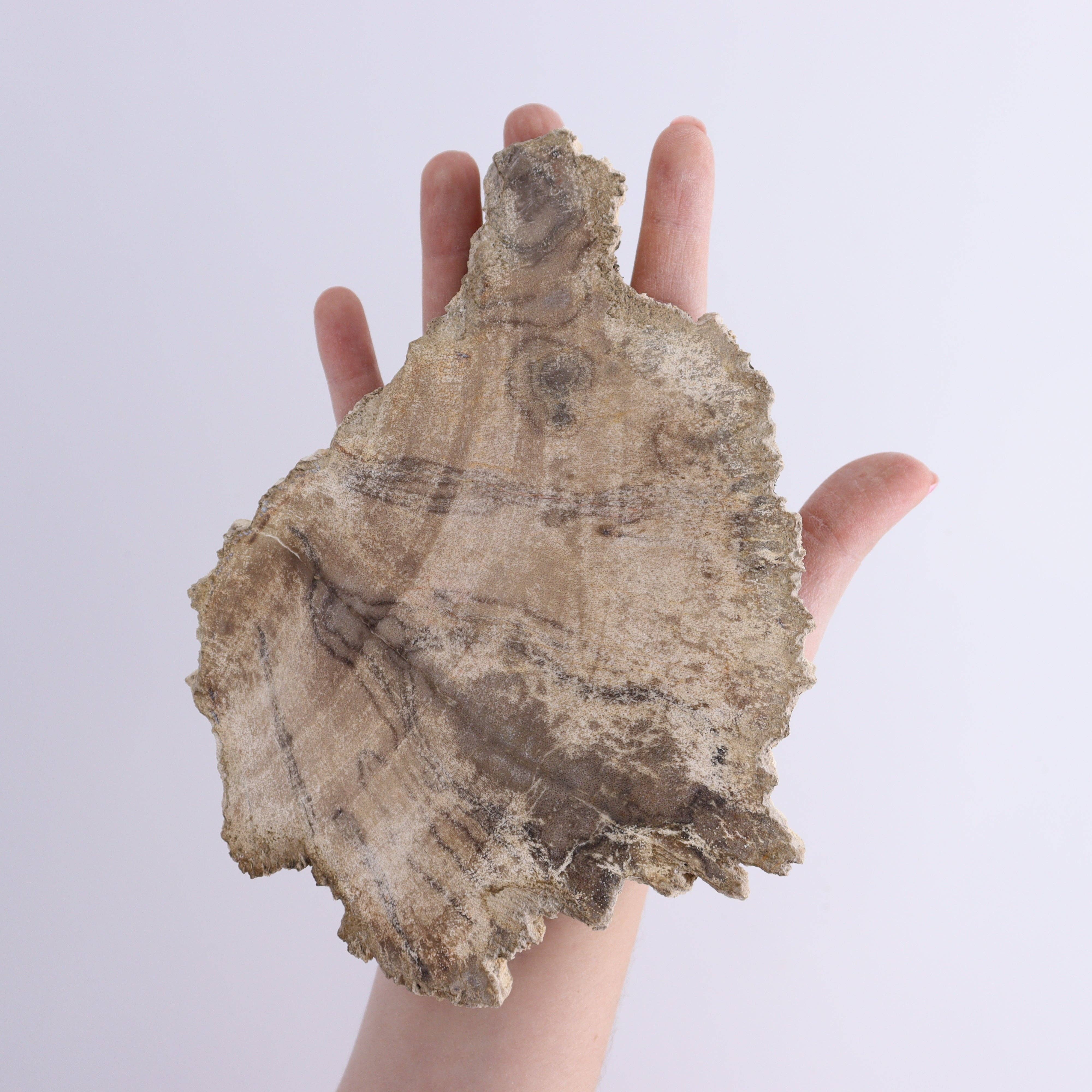 Mi Esperanza Minerals - Wholesale Spiritual Stone/Crystal - Petrified Wood Slices & Slabs Set of 34