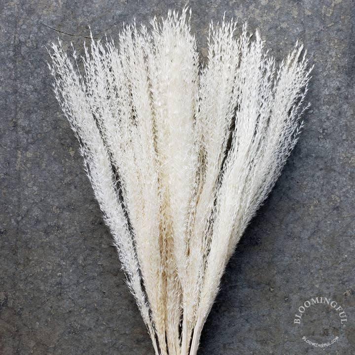 Pampas, Feathery Plume Schilfgras - Weiß (002) für den Großhandel von BLOOMINGFUL.COM
