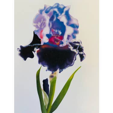 Studio Daedre - Wholesale Stationery/Notecard Set - Bearded Iris Flower Everyday Boxed Note Cards0