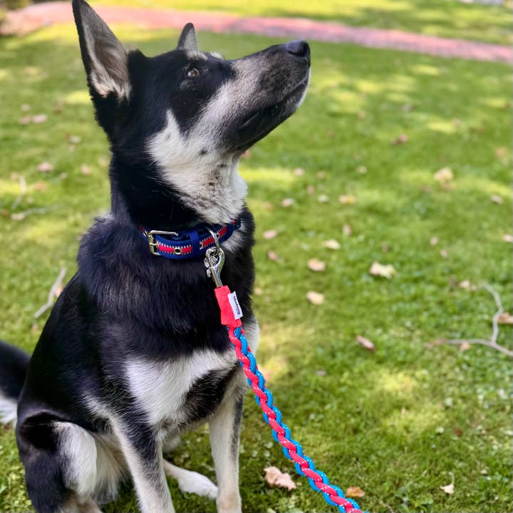 Blueberry Pet – wholesale Halsband - Hund – 3M Reflekterande Randig Hundhalsband – Hållbart & Stilfullt12