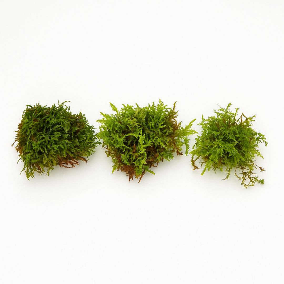 Moss & Stone Gardens - Wholesale Plant Seeds - Shady Moss Milkshake for Growing Moss1