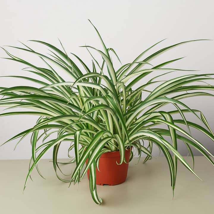 House Plant Wholesale - Wholesale Live Plant - SPIDER REVERSE 6-inch
