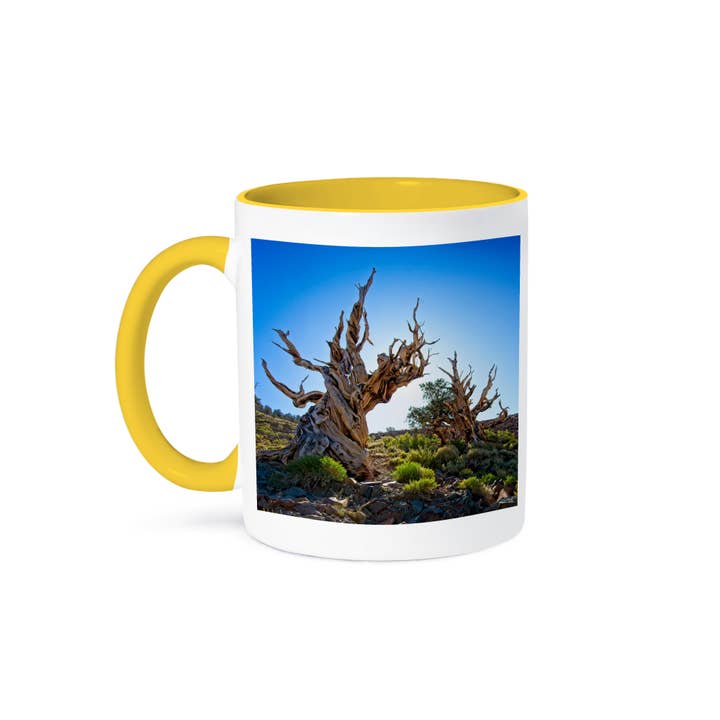 3dRose - Wholesale Coffee Mug - 3dRose, Two Backlit Ancient Pines in Inyo National Forest, Mug