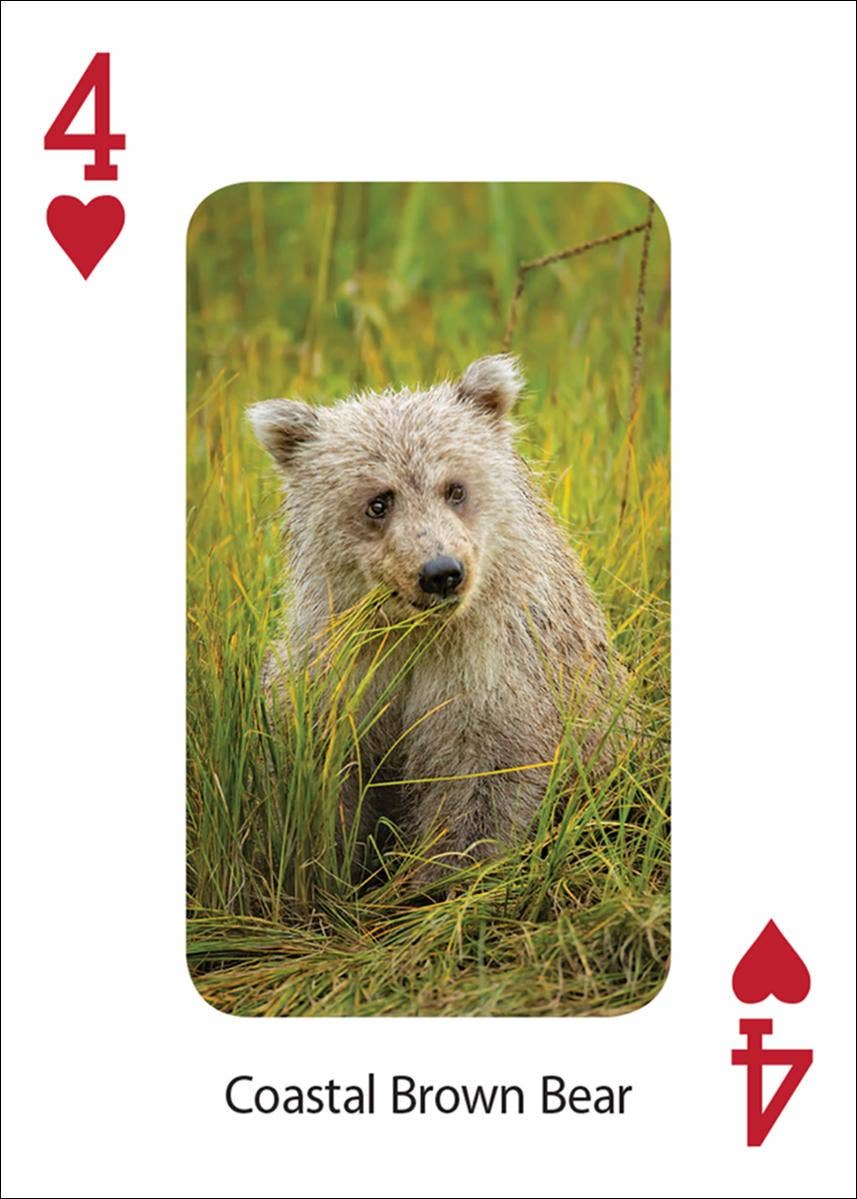 AdventureKEEN - Wholesale Playing Cards - Bears Playing Cards1