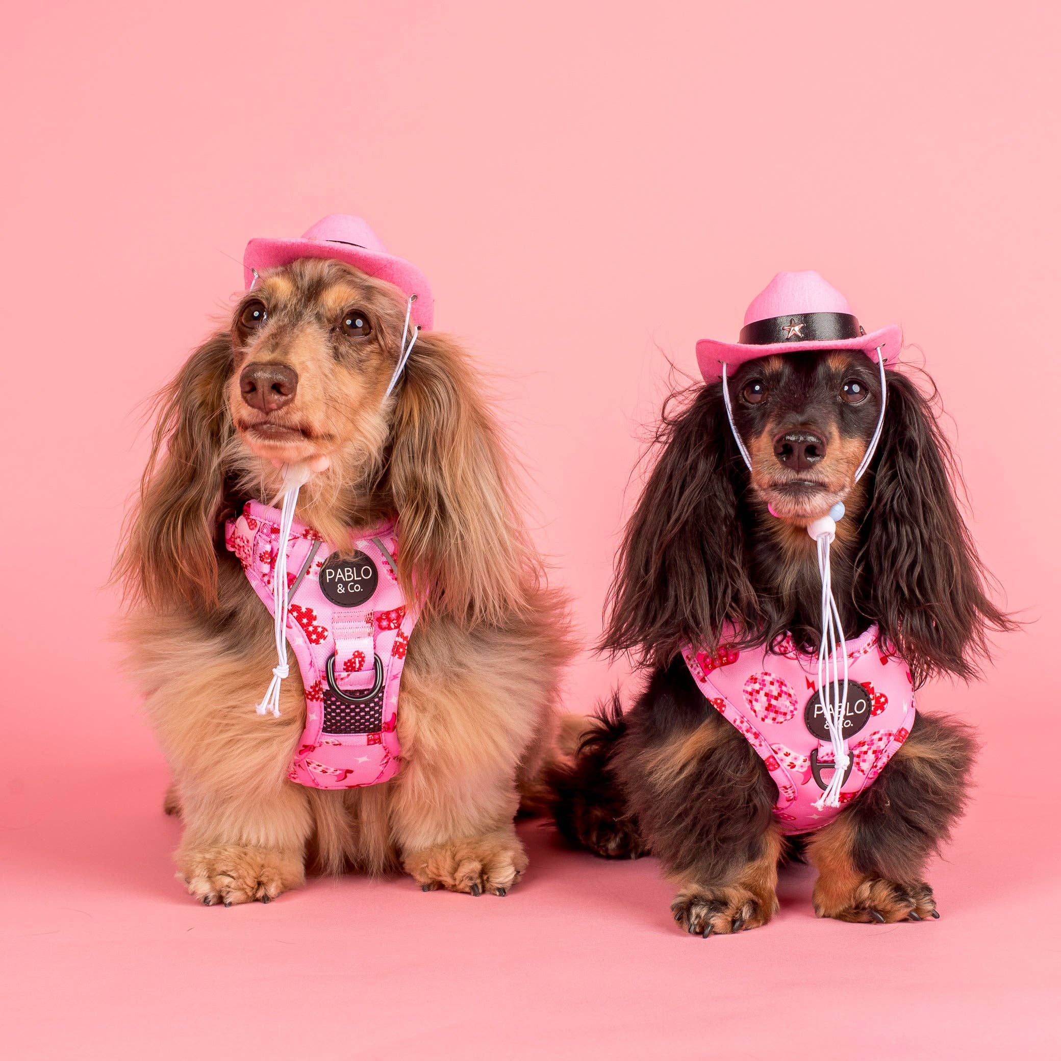 Pablo & Co. Boutique - Vente Chapeau – chien - Chapeau de Cowboy0