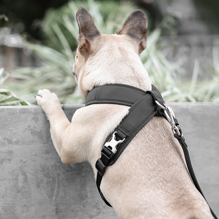Pups & Bubs - Wholesale Pet Harness - Dog - Roam Luxe Harness (Black) | Dog Walking Gear | Dog Harness9