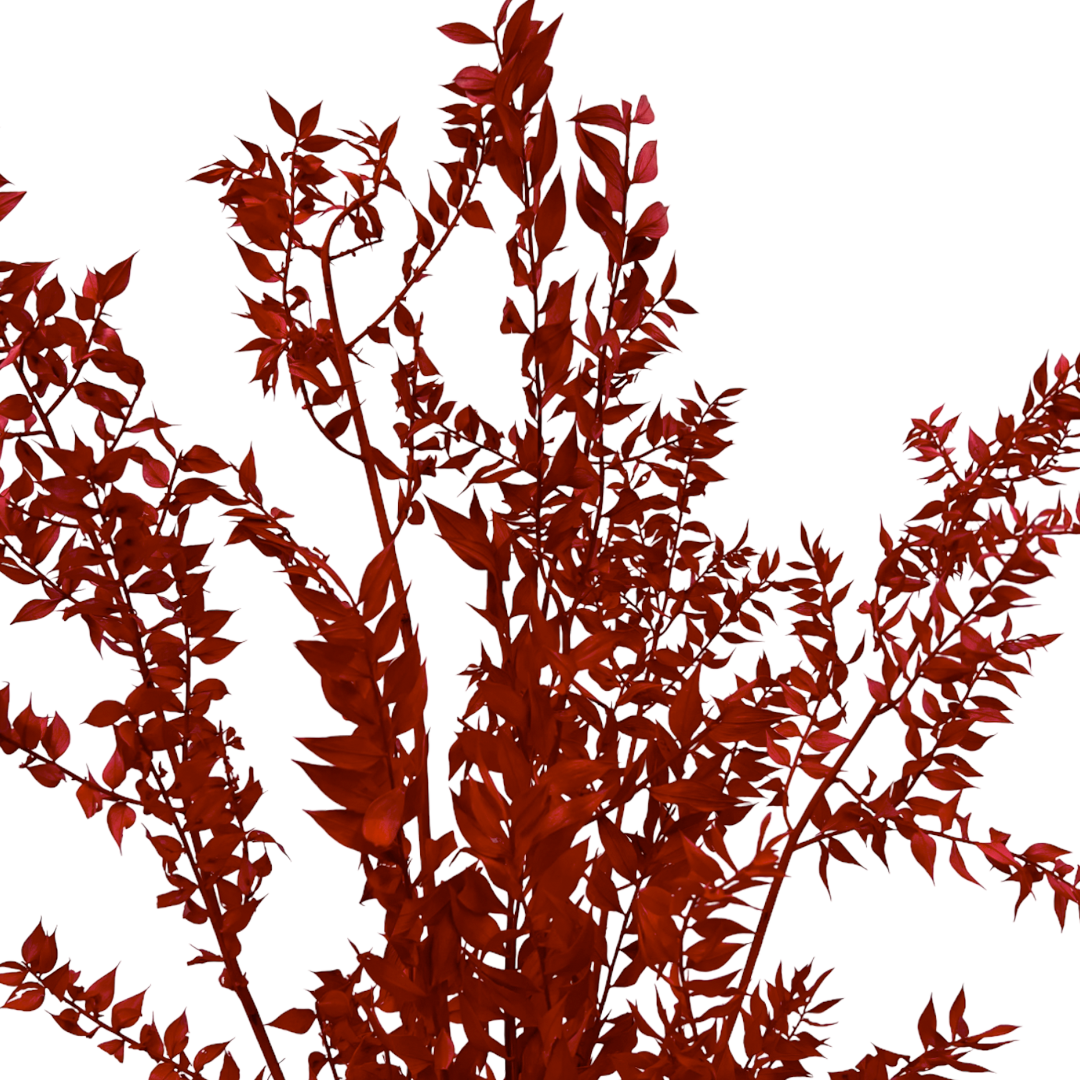 2626 Designs - Vendita all'ingrosso Piante artificiali - Ruscus conservato lungo 56-61 cm6