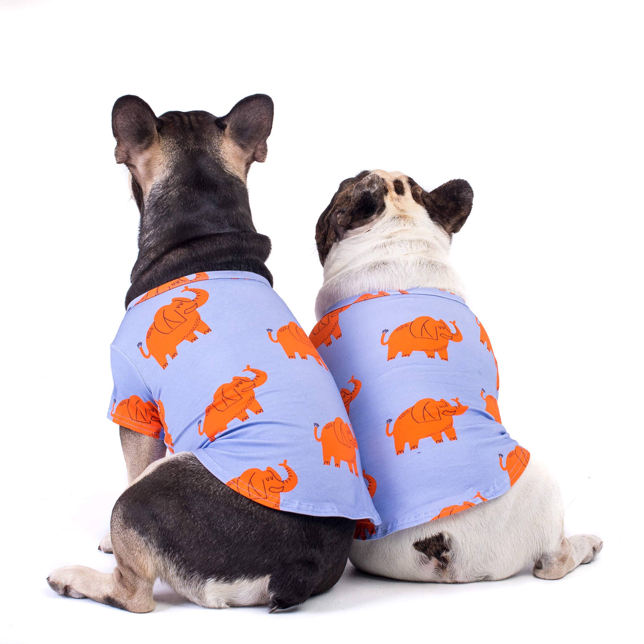 Vibrant Hound – wholesale Tröja - Hund – Elektrisk elefanthundtröja4