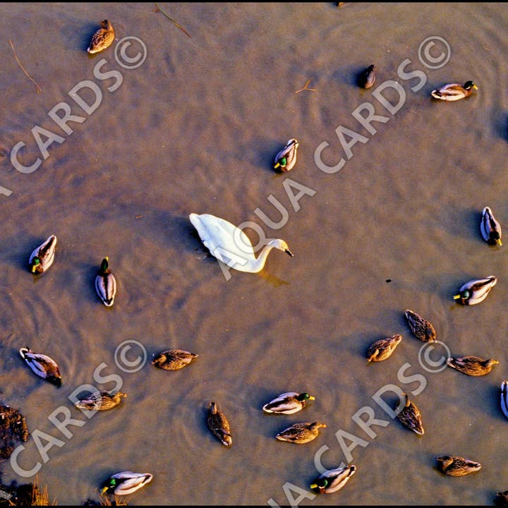 1239 - A Swan Among Ducks for wholesale by Aqua Cards