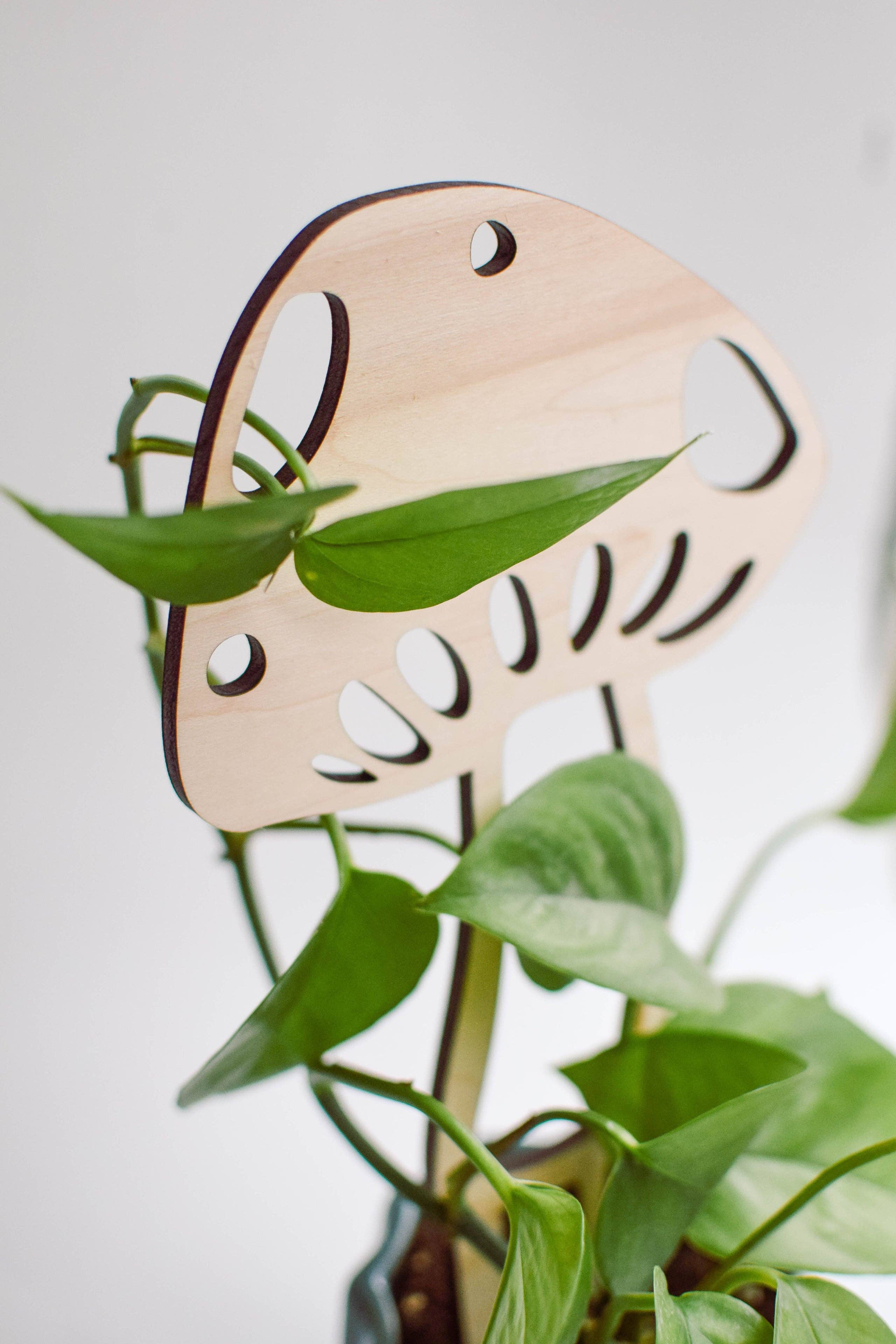 PlantsNsht – wholesale Spaljé – Svamp Växt Spaljé3