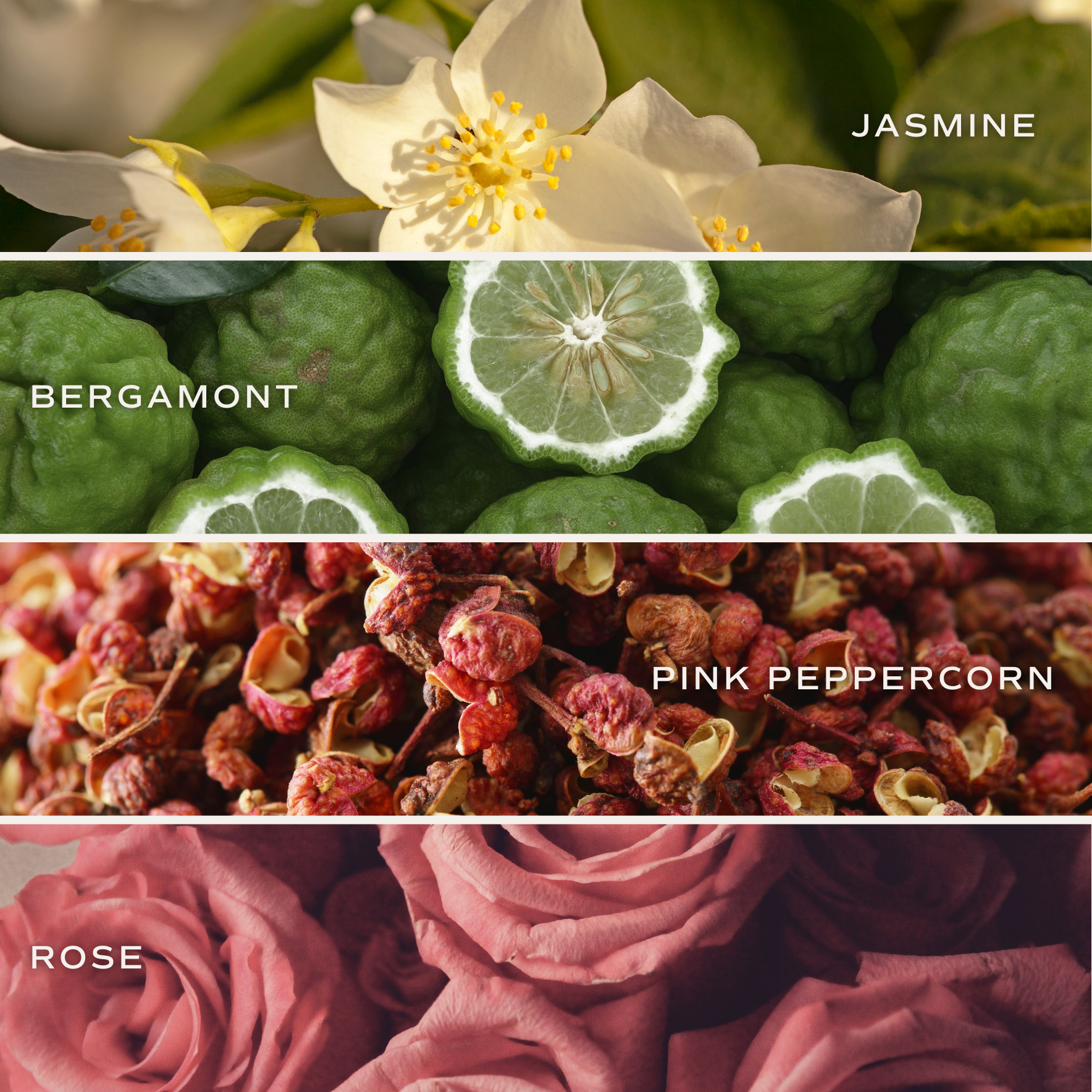 Sweet Water Decor - Vendita all'ingrosso Candela in vasetto - Candela al Soia Flower Shop 420 ml in Barattolo Opaco - Decorazioni per la Casa & Regali3