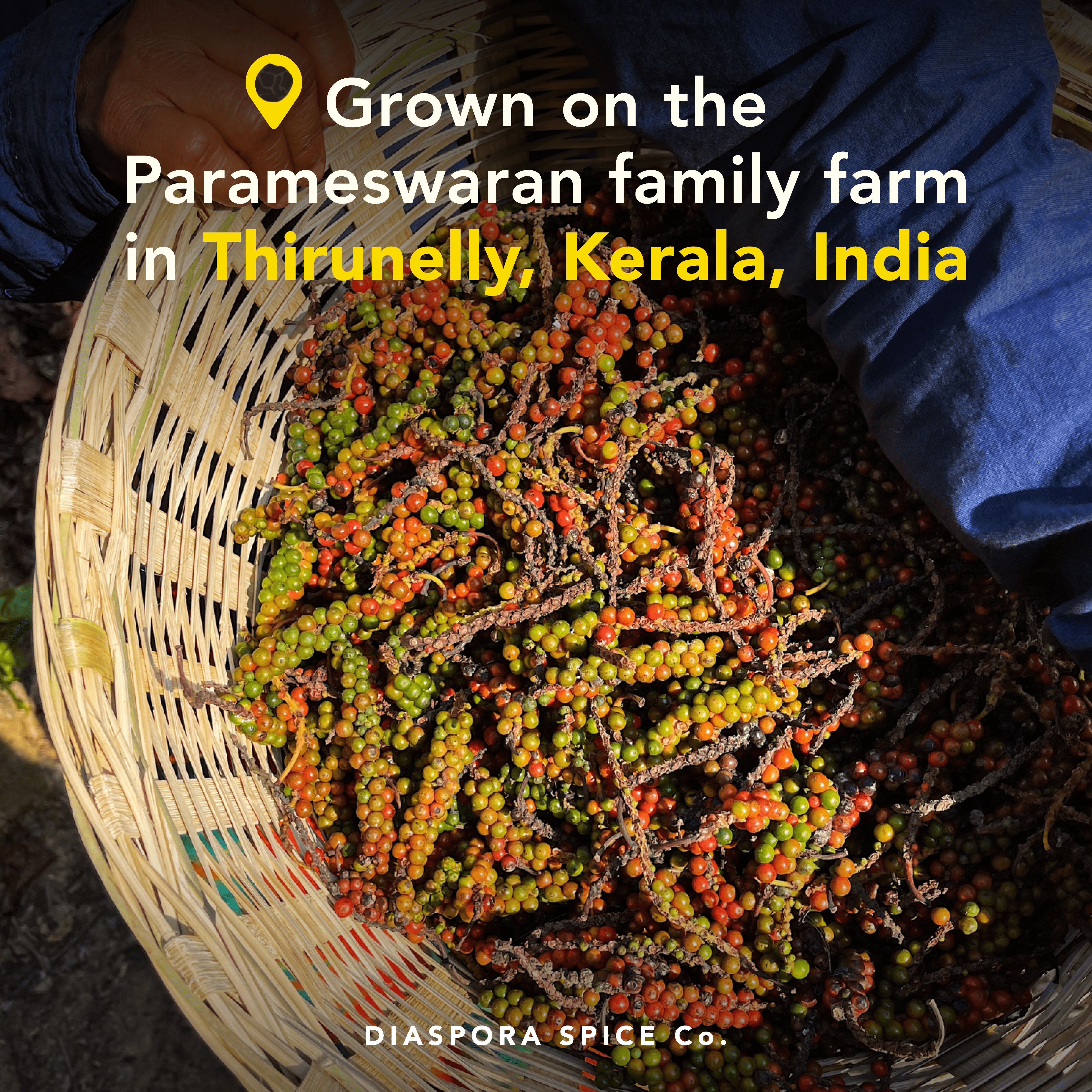 Diaspora Spice Co. - Wholesale Pepper/Peppercorns - Aranya Black Pepper (Whole) - Single-Origin Spice1