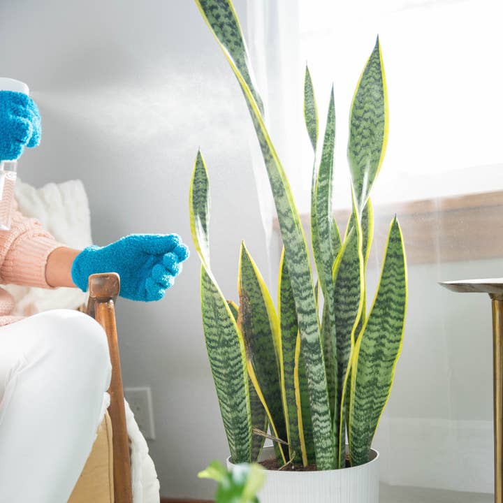 Instant Plant Food - Wholesale Fertilizer - Natural Houseplant Pest Control - Peppermint Leaf Spray BULK3