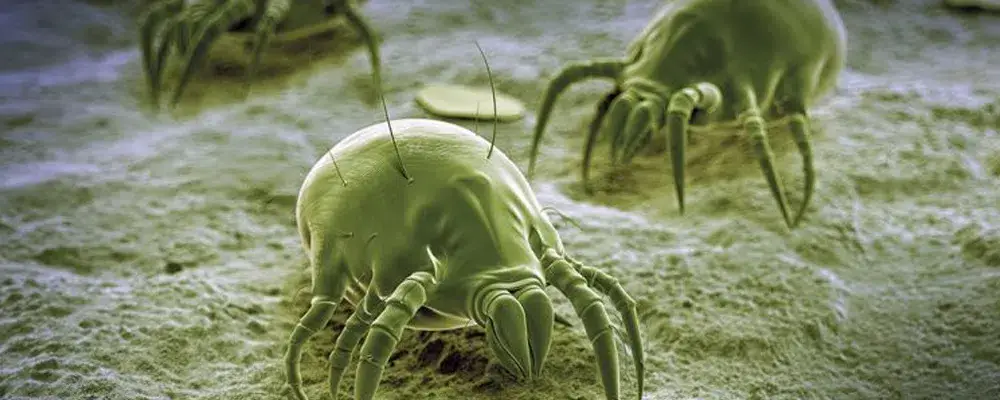 Beratungs & Vertriebsagentur Schmidt – wholesale Kosttillskott för husdjur - Hund – Anti svamp kvalster hund6