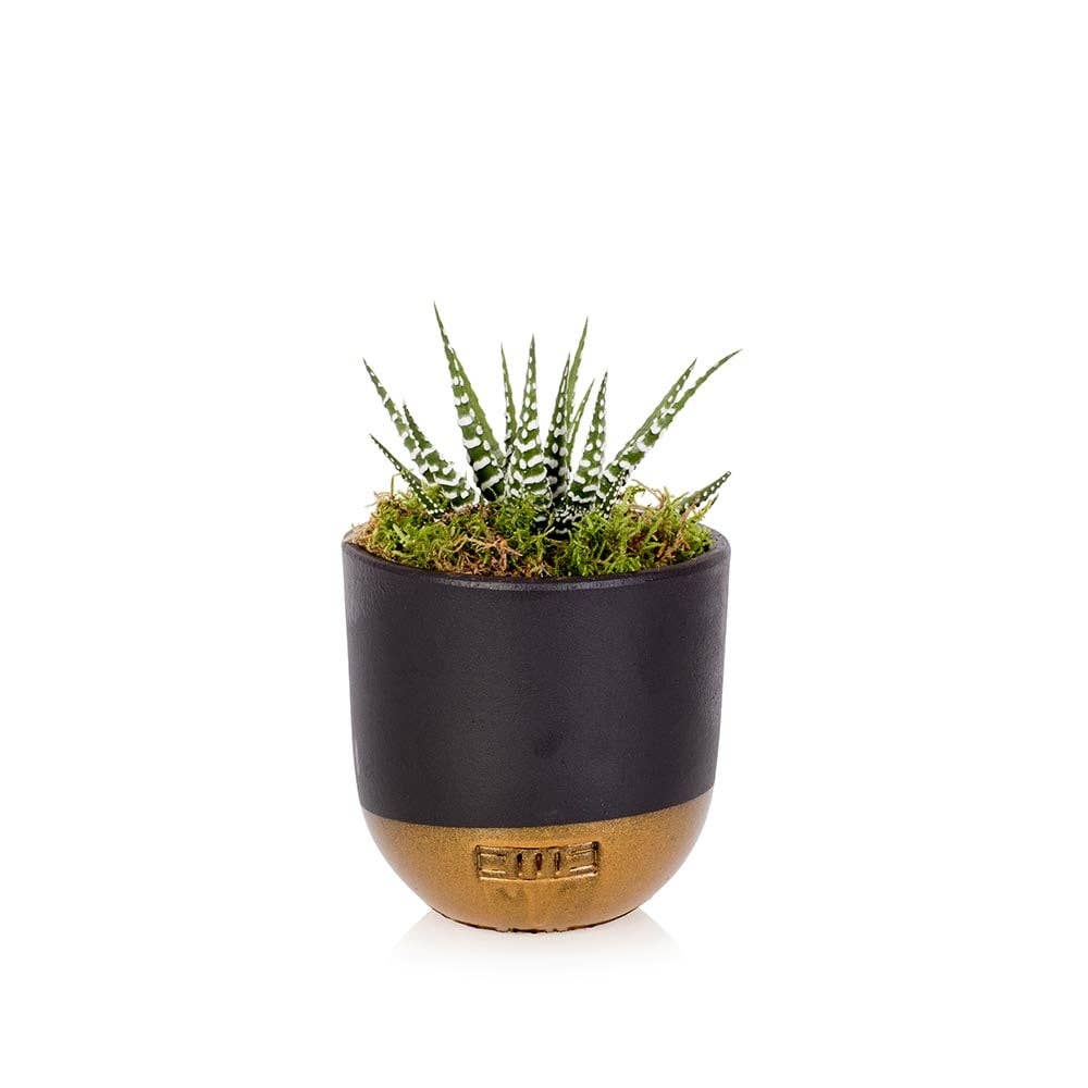The Little Botanical - Wholesale Live Plant - Haworthia in Ceramic Pot for Indoor Décor26