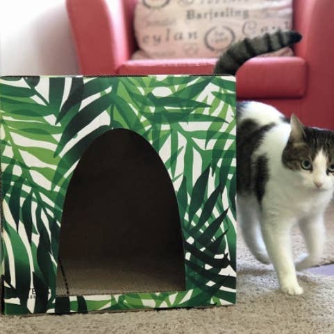 Gattino Jungle in cartone con tiragraffi per la vendita all'ingrosso da parte di Cat Box Classics