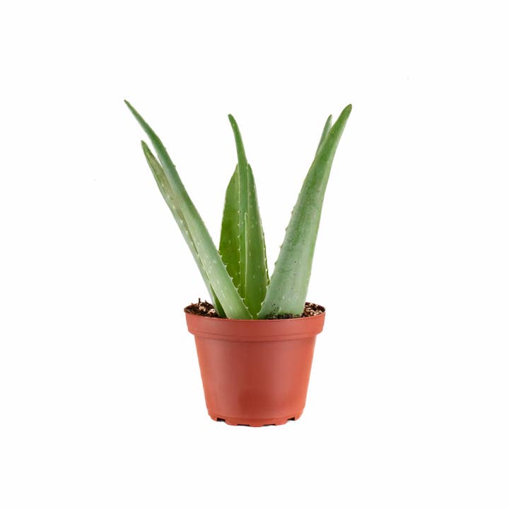 Aloe Vera House Plant in 4" Grow Pot (Pack of 3) for wholesale by Home Botanicals