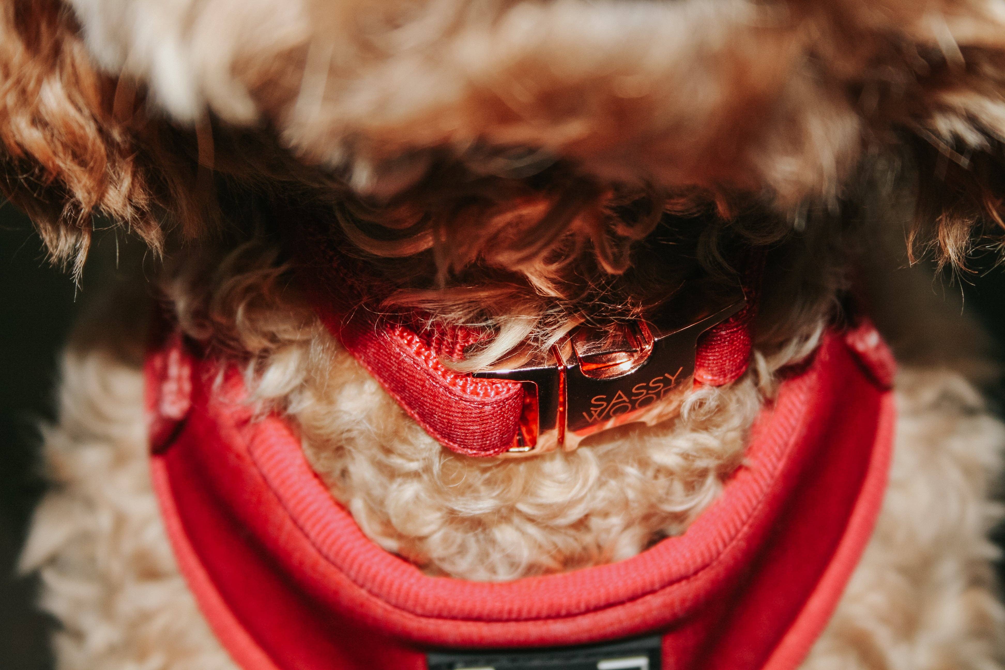 SASSY WOOF - Wholesale Pet Collar - Dog - Dog Collar - Merlot11