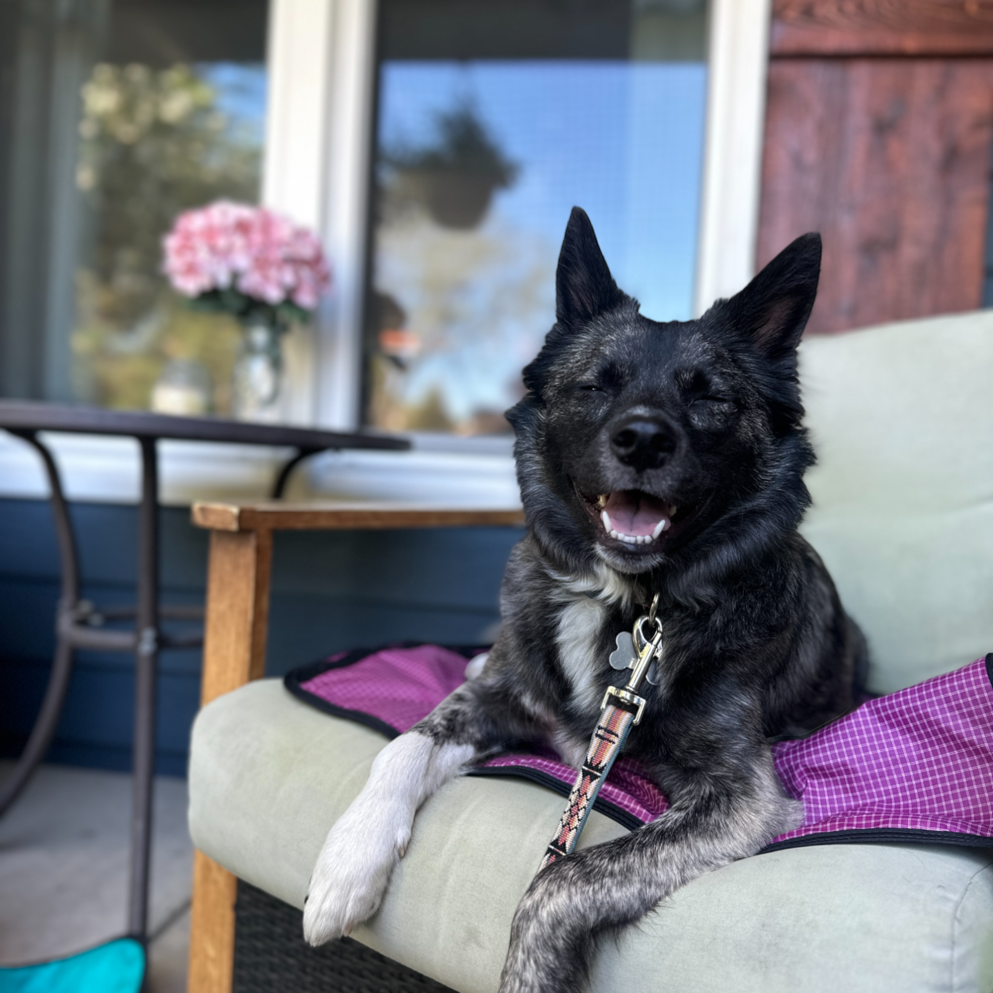 LUWELLO, LLC - Wholesale Pet Bed - Dog - Portable Dog Settle Mat6