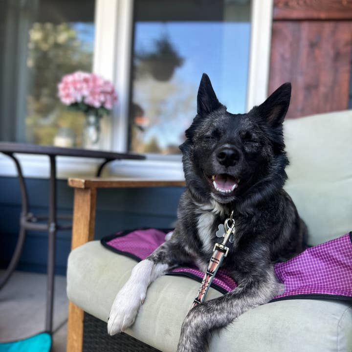 LUWELLO, LLC - Wholesale Pet Bed - Dog - Portable Dog Settle Mat6